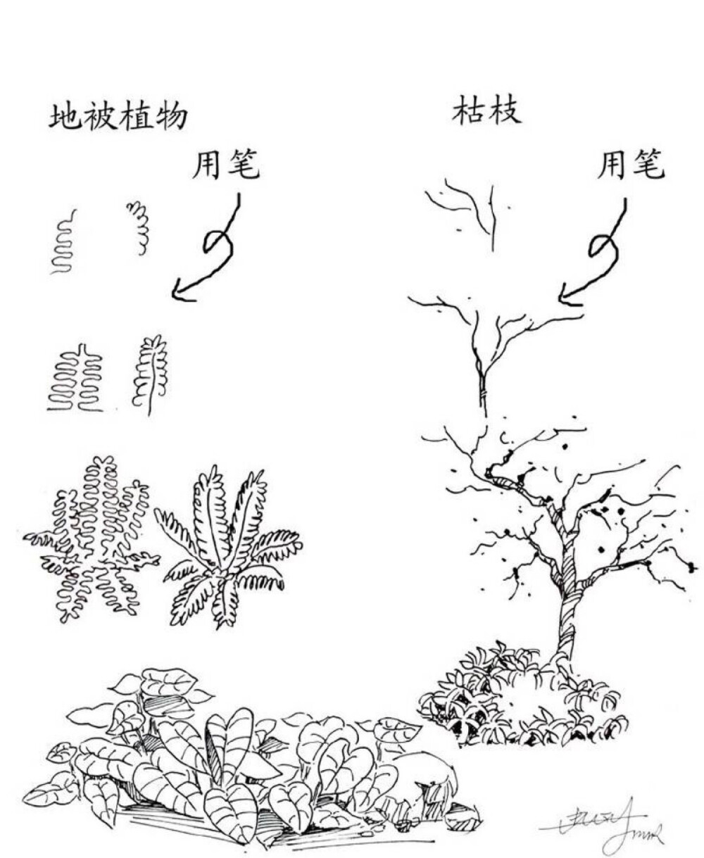 植物速写技法｛雪后｝