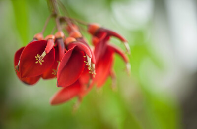 鸡冠刺桐（巴西刺桐）Erythrina crista-galli ，豆科（蝶形花科）刺桐属。