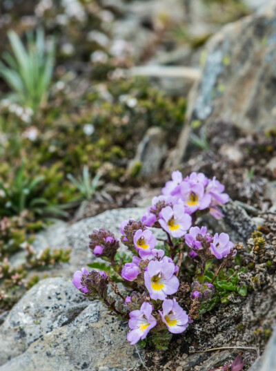 Euphrasia collina subsp. lapidosa ，玄参科小米草属。