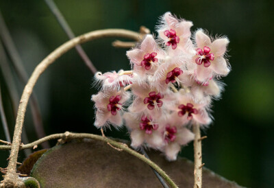 尾状球兰 Hoya caudata ，夹竹桃科（萝藦科）球兰属。