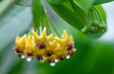 Hoya densifolia 密叶球兰，夹竹桃科（萝藦科）球兰属。