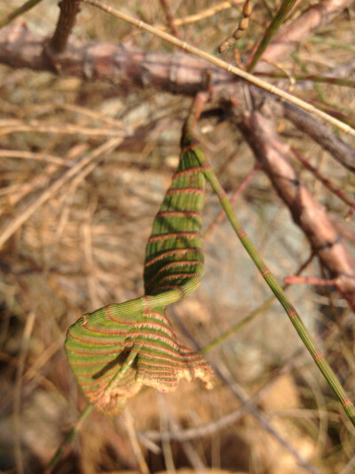 木麻黄 Casuarina equisetifolia ，木麻黄科木麻黄属。木麻黄的叶全部退化，由幼枝承担叶的部分功能，图上是一段缀化的木麻黄幼枝。