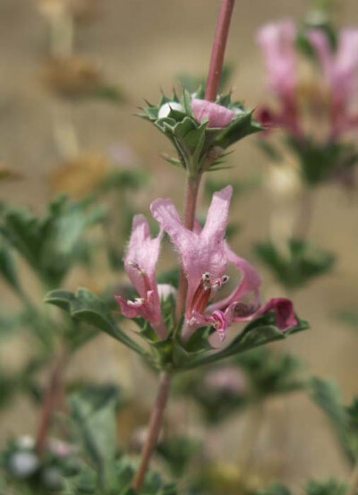 Lagochilus sp. ，唇形科兔唇花属。