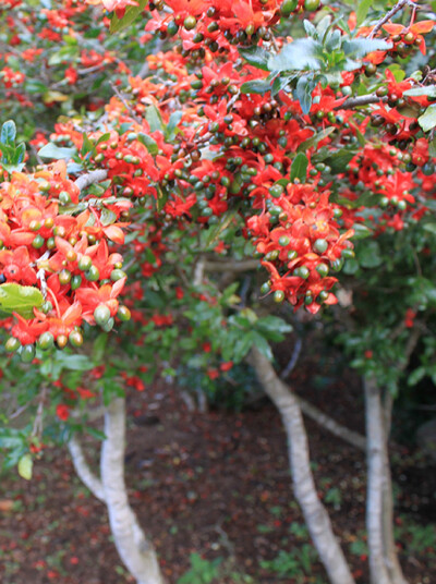 Ochna serrulata 鼠眼木，金莲木科。英文名 Mickey Mouse bush 。花后花瓣凋零但花萼宿存膨大变为鲜红色，果实附着在花萼上成熟后显蓝紫色，成熟果序有些像米老鼠。