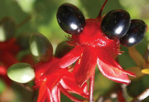 Ochna serrulata 鼠眼木，金莲木科。英文名 Mickey Mouse bush 。花后花瓣凋零但花萼宿存膨大变为鲜红色，果实附着在花萼上成熟后显蓝紫色，成熟果序有些像米老鼠。