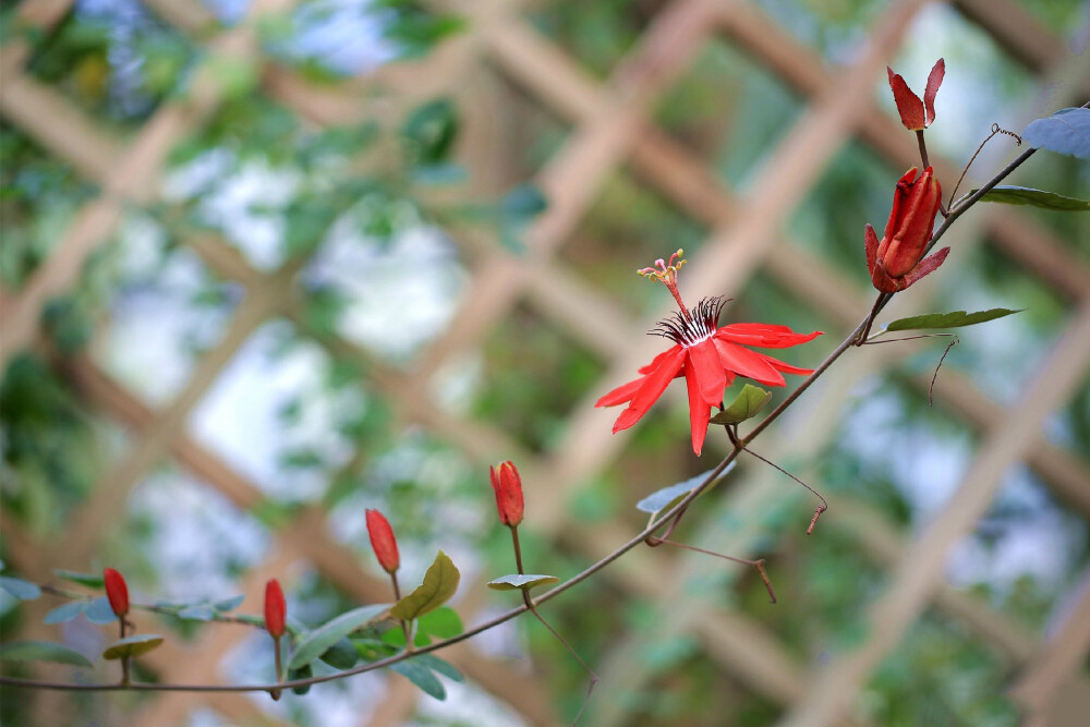 红花西番莲 Passiflora coccinea ，西番莲科西番莲属。