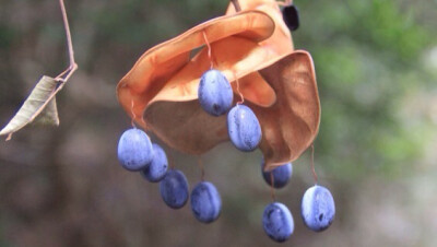 Pithecellobium clypearia 猴耳环，豆科猴耳环属（牛蹄豆属）。