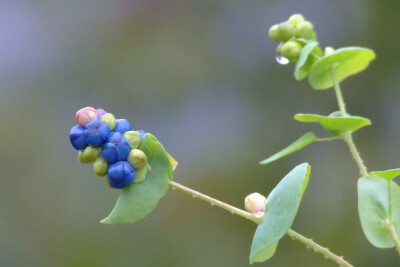 Polygonum perfoliatum 杠板归，蓼科蓼属（萹蓄属）。