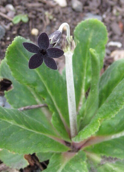 Primula melanantha 深紫报春，报春花科报春花属。花瓣呈罕见的近黑色的深紫色。