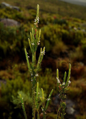 Struthiola thomsonii 汤姆逊杉薇香，瑞香科杉薇香属。