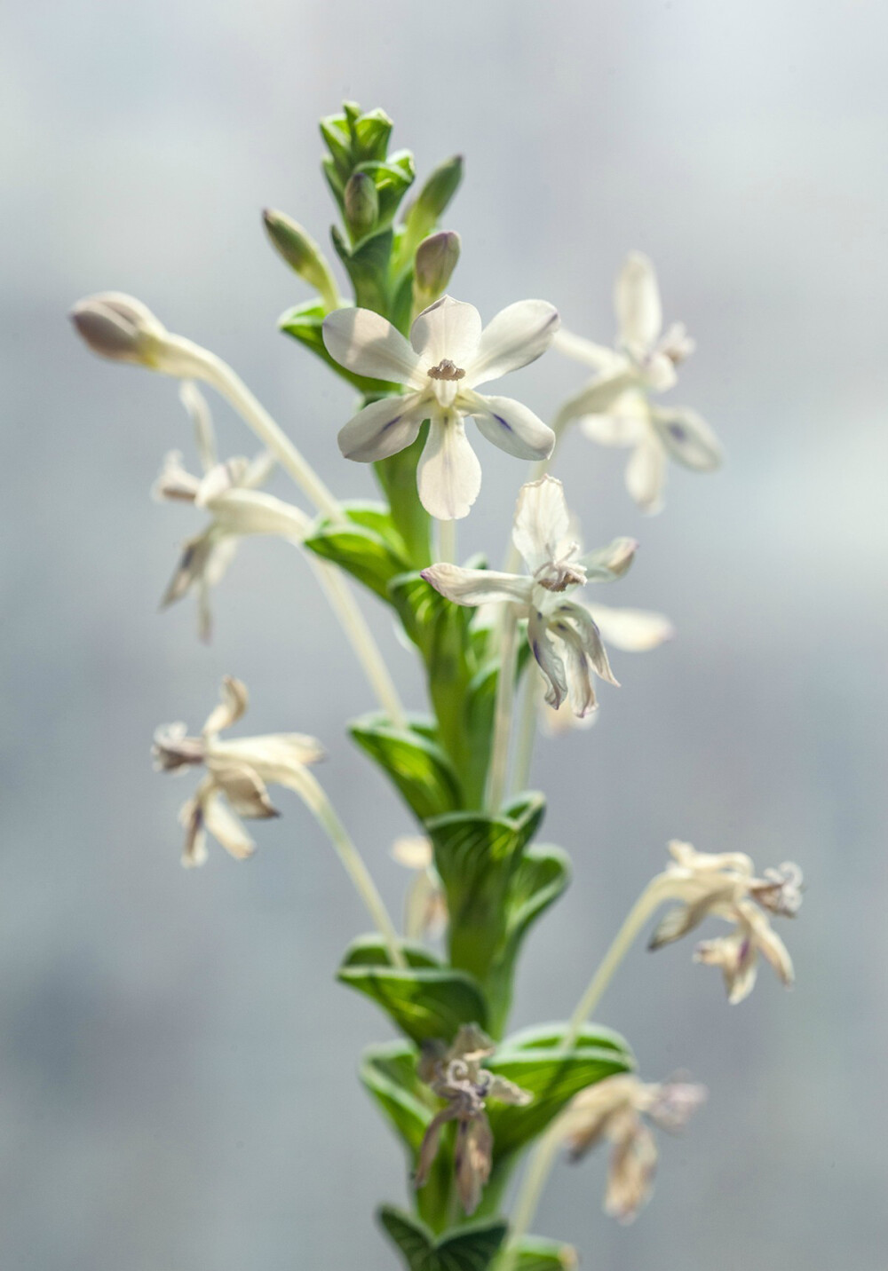 Lapeirousia pyramidalis 金字塔长管鸢尾，长管鸢尾属。由于其金字塔状叠起来的鞘（开花前保护花的苞片）而得名，其柱头刚开花时收拢，一段时间后打开。