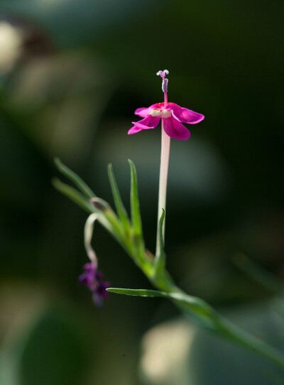 Lapeirousia silenoides 蝇子草状长管鸢尾，长管鸢尾属。