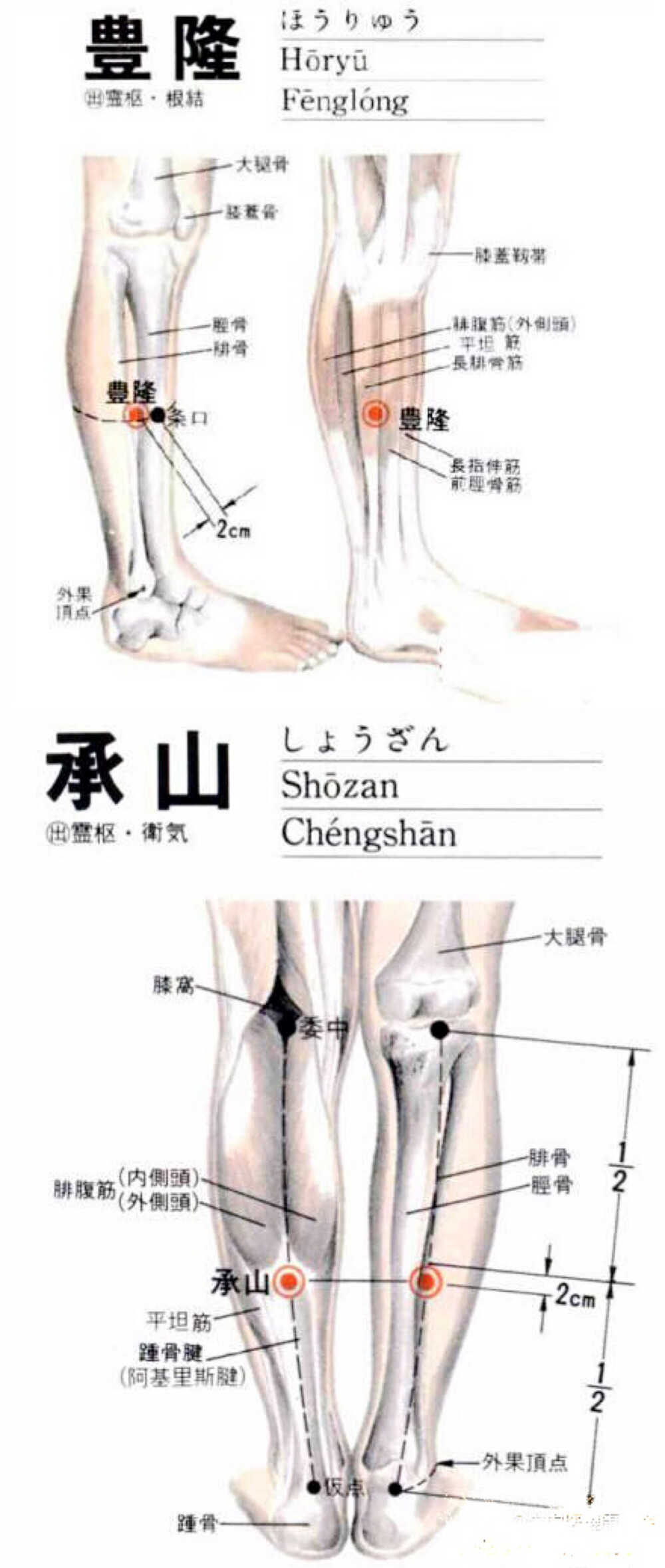 高脂血症是体内“痰湿”过多引起的，痰湿之所以不能排出体外，是脾运化功能减弱造成的，所以中医认为降血脂的关键就是健脾化湿。“丰隆穴”和“承山穴”是两个历来被看作能祛除痰湿的穴位，平时在家不妨多按压几次，不仅降脂，长期坚持体重也可以减轻哦。