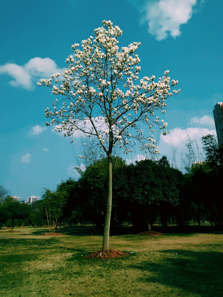 一颗会开花的树