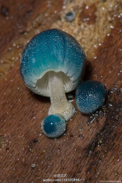 炫蓝蘑菇（Mycena interrupta），俗称“精灵的梧桐”，是蘑菇的一种。颜色鲜丽但是并不发光，未成熟幼苗时期时呈现蓝色，传说吃下后眼睛可以变成蓝色（！！！应该有毒，不建议尝试哦）。小简觉得它和土耳其的吉祥物…