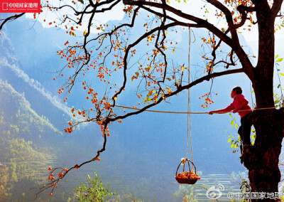 太行山大峡谷，地处我国地势第二阶梯向第三阶梯过渡地带，峰峦叠嶂，植被茂盛，各种或野生或种植的果树在峡谷峭壁间无拘无束地生长着。一个老柿树正生长在悬崖上，枝桠伸向万丈深渊，山里的孩子灵巧地攀上树，收获着…