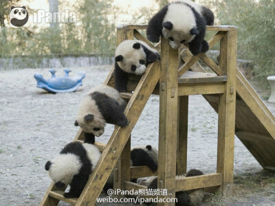 爱熊猫