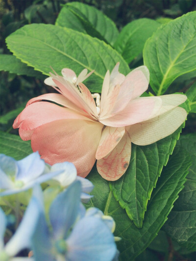 胭脂粉花见月