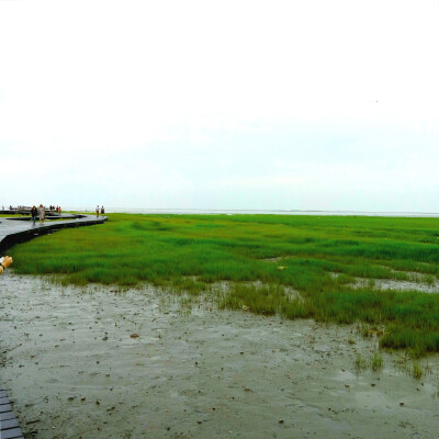 高美湿地 远处就是海了，我们都跑下去玩啦~\(≧▽≦)/~啦啦啦