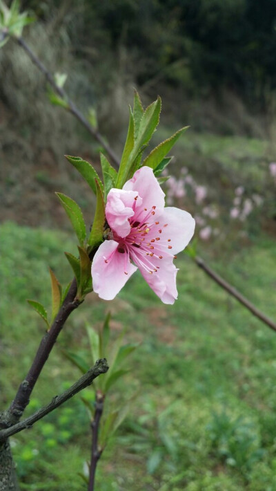 桃花