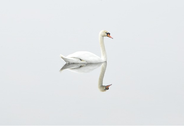 swan