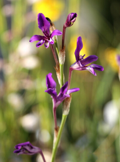 “水仙菖蒲” Sparaxis metelerkampiae ，魔杖花属。