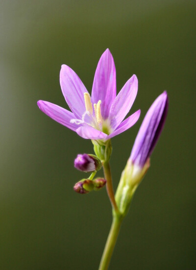 Geissorhiza inaequalis ，酒杯花属。