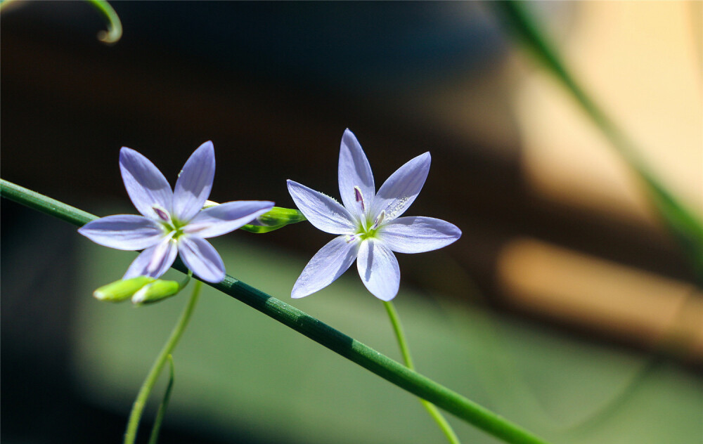 Geissorhiza rosea （Geissorhiza heterostyla），酒杯花属。