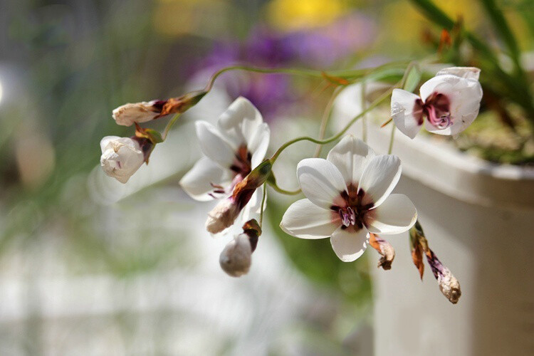 Geissorhiza tulbaghensis ，酒杯花属。