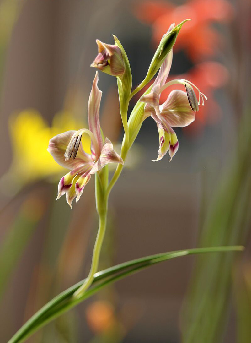 Gladiolus ceresianus ，唐菖蒲属。