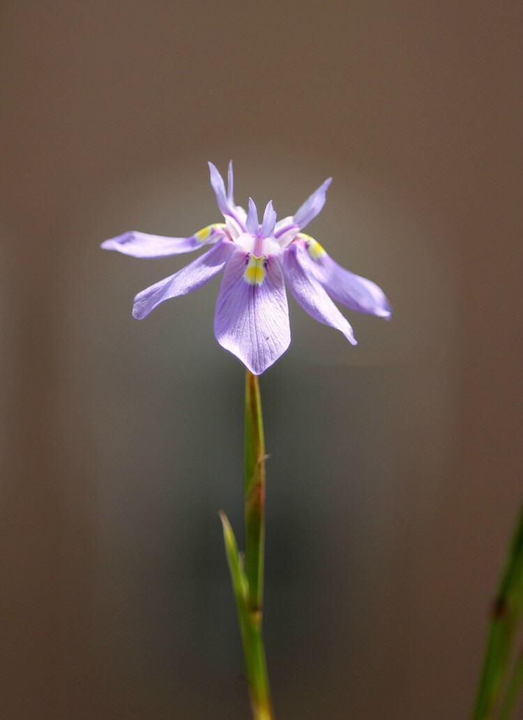 Moraea bipartita ，肖鸢尾属。