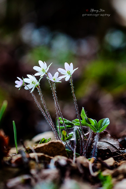 Anemone hepatica var. acuta（Hepatica acutiloba），毛茛科银莲花属（獐耳细辛属）。