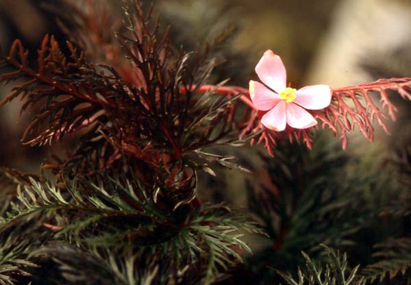 Begonia bipinnatifida ，秋海棠科秋海棠属。