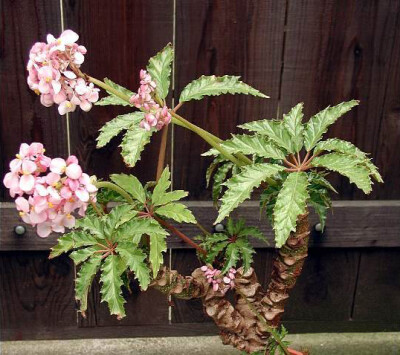 Begonia carolineifolia ，秋海棠科秋海棠属。直译的话可以叫“卡罗来纳秋海棠”。