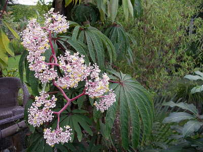 Begonia luxurians var. sampaioana ，秋海棠科秋海棠属。