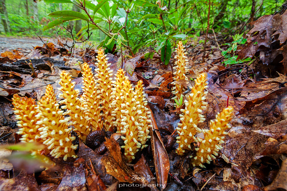 Conopholis americana 苞谷列当，列当科苞谷列当属。寄生植物。