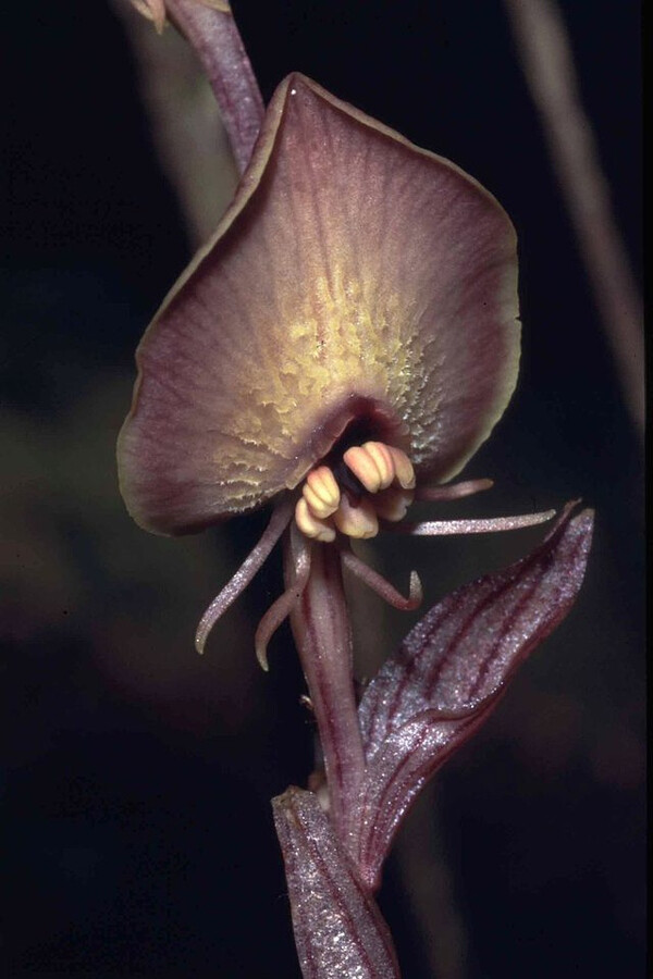 Corsia ornata 美丽腐草，白玉簪科美丽腐草属。菌寄生植物。