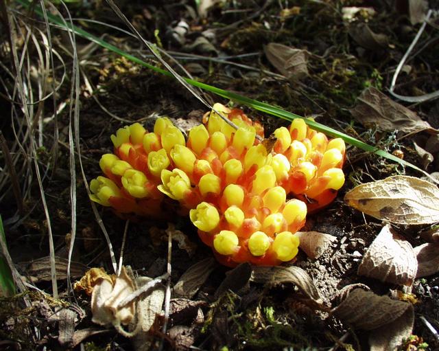 Cytinus hypocistis ，大花草科岩寄生属（簇花草属）。菌寄生植物。