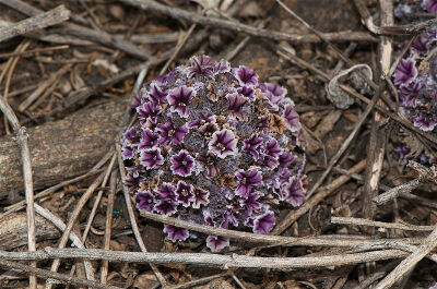 Pholisma arenarium ，穗沙菰，紫草科（裂盖寄生科=多室花科，APG II 并入紫草科成为亚科）穗沙箛属。寄生植物。