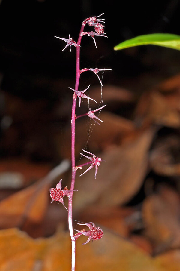 Sciaphila secundiflora 大柱霉草（锡兰霉草），霉草科喜荫草属。菌寄生植物。