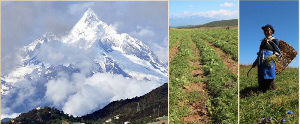 黑金根之所以可以在玛咖界称王，很大程度上归功于丽江当地得天独厚的地理环境：玉龙雪山3500多米的高海拔，纯天然冰雪融化而成的雪水，±30℃的昼夜温差，原始森林的丰富营养储备。