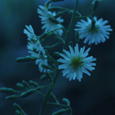 野雏菊