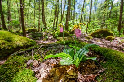 Cypripedium acaule 无茎杓兰，杓兰属。