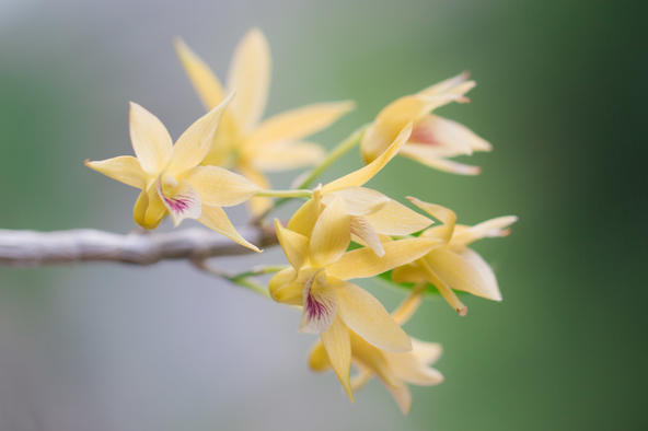 Dendrobium offinicale X unicum 独角石斛 X 铁皮石斛，石斛属。两个亲本一个花子房倒转，一个子房不扭转，结果后代子房扭转了一半横着开花......