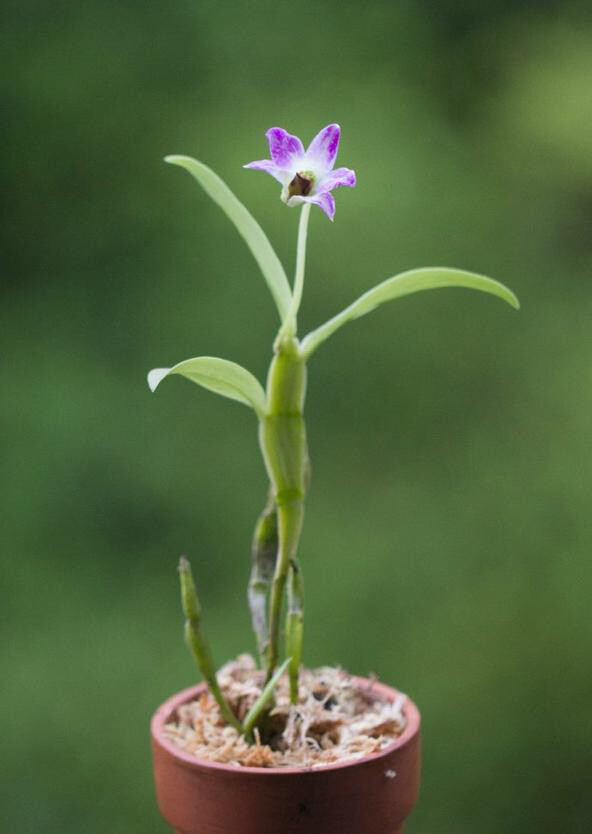 dendrobiumtrantuanii越南扁石斛石斛属