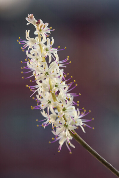 Lachenalia comptonii 毛叶立金花，纳金花属。