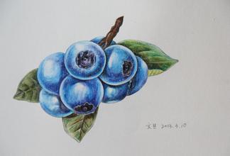 彩铅，蓝莓，绘画