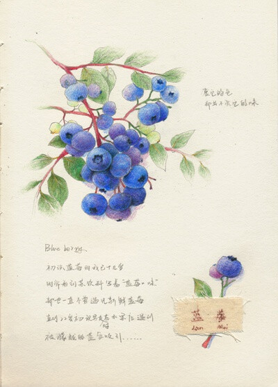 水彩，蓝莓，植物，绘画，果实