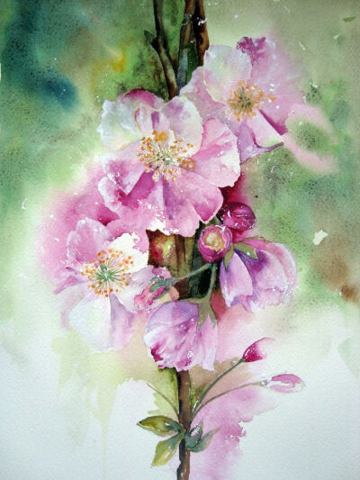 水彩花卉素材系列 by Watercolour Florals