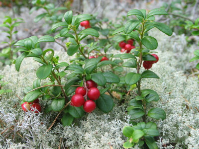 蔓越莓，又称蔓越橘、小红莓、酸果蔓，英文名（Cranberry），其名称来源于原称“鹤莓”，因蔓越莓的花朵很象鹤的头和嘴而得名。